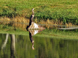 P8211740_bird rock reflection.jpg