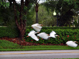 P8261770_egrets flying.jpg