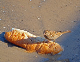 P1020454_sparrow bread.jpg