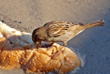 P1020455_sparrow tongue bread.jpg