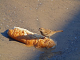 P1020458_sparrow bread.jpg