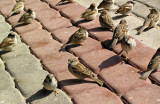 P2110102_sparrows800.jpg