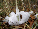 Frost Flowers - Winter 2008