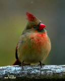January 24, 2009  -  Female Cardinal