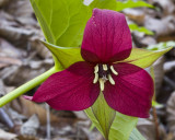 April 18, 2009  -  Ill-Scented Trillium