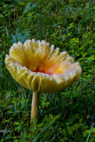June 20, 2009  -  Mushroom flower