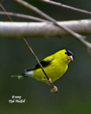 August 8, 2009  -  Peeking finch