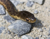 August 26, 2009  -  A narrow Fellow in the Road