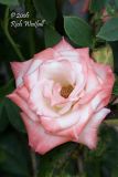 July 19, 2006  -  Pink and White Rose
