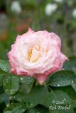 September 14, 2006  -  Rain-Kissed Rose