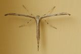 Moth.jpg