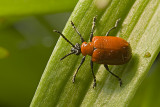 Lily Leaf Bug (Lilioceris lilii)
