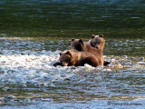 Grizzly Bear cubs 1a.jpg