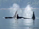 Orcas 3a.jpg