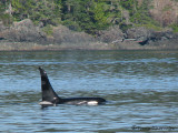 Orcas 6a.jpg