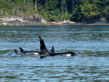 Orcas 7a.jpg