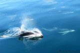 Pacific White-sided Dolphin 2a.jpg