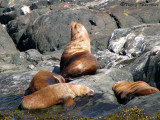 Stellars Sealions 2.jpg