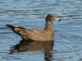 Heermanns Gull juvenile 1a.jpg