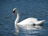 Mute Swan 1a.jpg