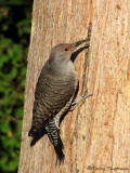 Northern Flicker - Red-shafted 1a.jpg