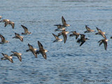 Western Sandpipers in flight 1a.jpg