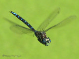 Aeshna palmata - Paddle-tailed Darner 11a.jpg