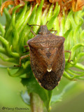 Euschistus conspersus - Brown stink bug 1a.jpg
