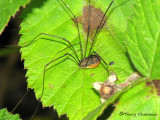 Harvestman A1a.jpg