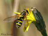 Syrphus (?) sp female - Flower fly F1a.jpg