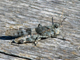 Trimerotropis sp. probably pallidipennis - Pallid-winged Grasshopper 8a.jpg