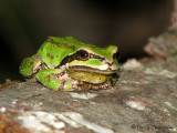 Pacific tree frog 1a.jpg