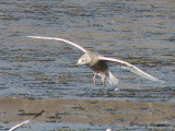 Glaucous Gull in flight 2b.jpg