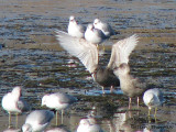 Thayers Gull juvenile with wings raised 1a copy.jpg