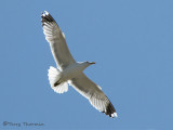 California Gull in flight 1a.jpg
