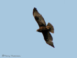 Red-tailed Hawk dark morph immature 2b.jpg