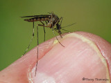 Mosquitoes - Culicidae