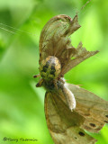 Larinioides cornutus and prey A1a.jpg