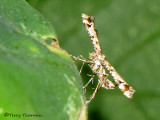 Pterophorid - Plume Moth A1a.jpg
