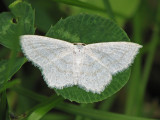 Scopula junctaria  -  Geometrid moth A1a.jpg