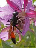 Podalonia sp. - Thread-waisted Wasp A2a.jpg