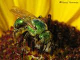 Agapostemon sp. - Sweat Bee A2a.jpg