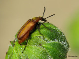 Gnathium minimum - Blister Beetle 1a .jpg