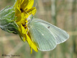 Colias alexandra - Alexandra Sulphur white female 1b.jpg