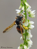 Andrena sp. - Andrenid bee female A1a.jpg