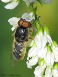 Hedriodiscus dorsalis - Soldier fly 1a.jpg