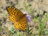 Speyeria aphrodite - Aphrodite Fritillary 1a.jpg