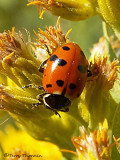 Hippodamia glacialis - Glacial Ladybug 1.JPG