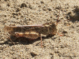Spharagemon collare - Mottled Sand Grasshopper 1.jpg