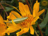 Oecanthus quadripunctatus - Four-spotted Tree Cricket female 2.jpg